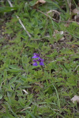 Anacamptis morio