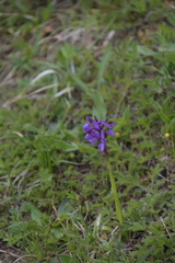 Anacamptis morio