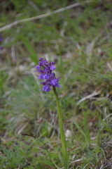 Anacamptis morio