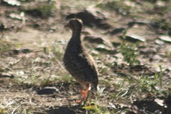 Turnix hottentottus