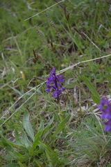 Anacamptis morio