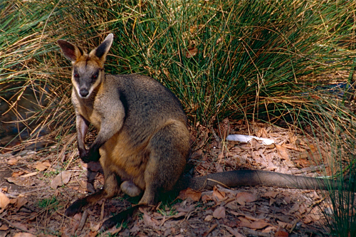 Swamp Wallaby