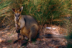 Swamp Wallaby photo 2