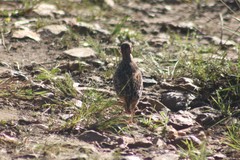 Turnix hottentottus