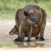 Swamp Wallaby - Photo (c) Leo, some rights reserved (CC BY-NC-SA)