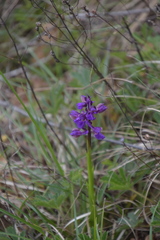 Anacamptis morio