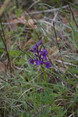 Anacamptis morio