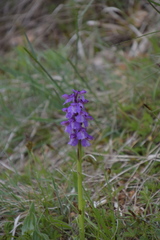 Anacamptis morio