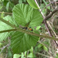 Tenthredo maculata