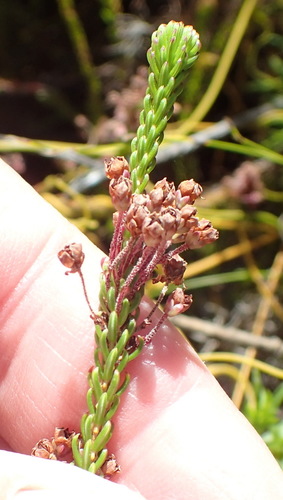 Image of Erica seriphiifolia by (c) Nicola van Berkel, some rights reserved (CC BY-SA)