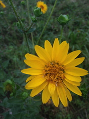 Silphium gracile