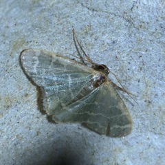 Lophophleps triangularis