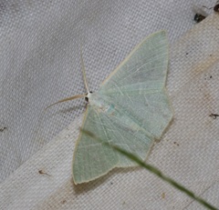 Pelagodes antiquadraria