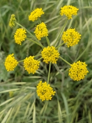 Leiotulus aureus