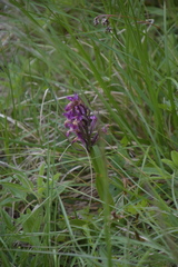 Dactylorhiza sambucina