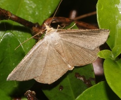 Plesiomorpha flaviceps