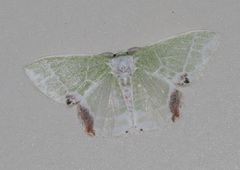 Protuliocnemis castalaria