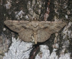 Psilalcis galsworthyi