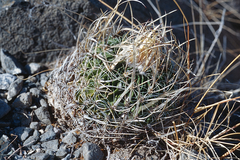 Echinofossulocactus lloydii