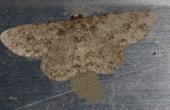 Racotis boarmiaria