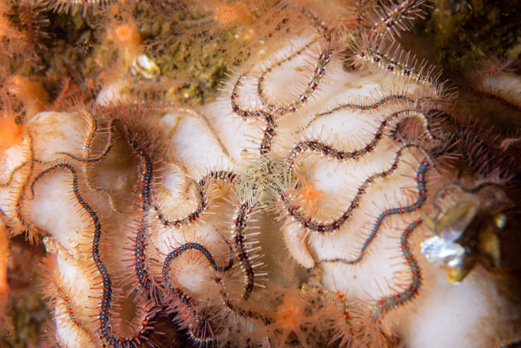 Common Brittle Star, photo 1 of 7