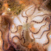 Common Brittle Star - Photo (c) Raoulco, some rights reserved (CC BY-NC), uploaded by Raoulco