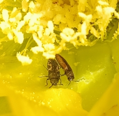 Acmaeodera neoneglecta