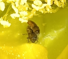 Acmaeodera neoneglecta