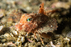 Chelidonichthys capensis