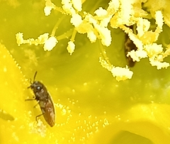 Acmaeodera neoneglecta