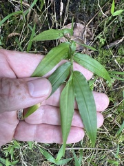 Ichnanthus pallens