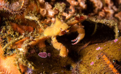 Achaeopsis spinulosa