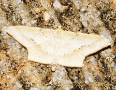 Krananda falcata