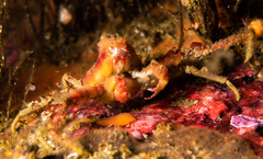 Achaeopsis spinulosa