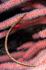 Syngnathus temminckii