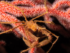 Macropodia falcifera