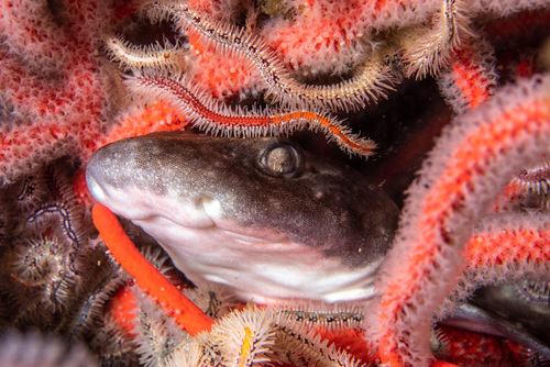 Dark shy shark (Haploblepharus pictus) — Scyliorhinidae