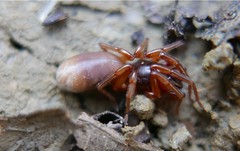 Dysderoidea