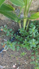 Amphisbaena fuliginosa