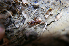 Dysderoidea