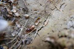 Dysderoidea