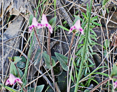 Disperis macowanii