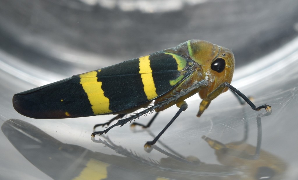 Amblyscarta inca