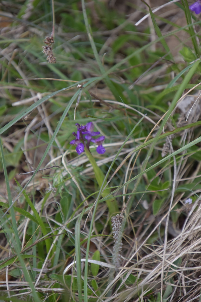 Anacamptis morio