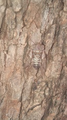 Platypleurini