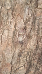 Platypleurini
