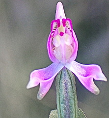 Disperis macowanii