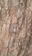 Platypleurini