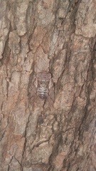 Platypleurini
