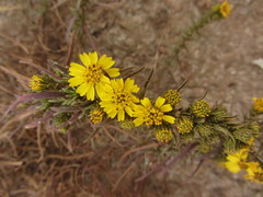 Deinandra